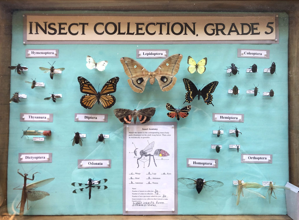 A homeschool student's insect collection