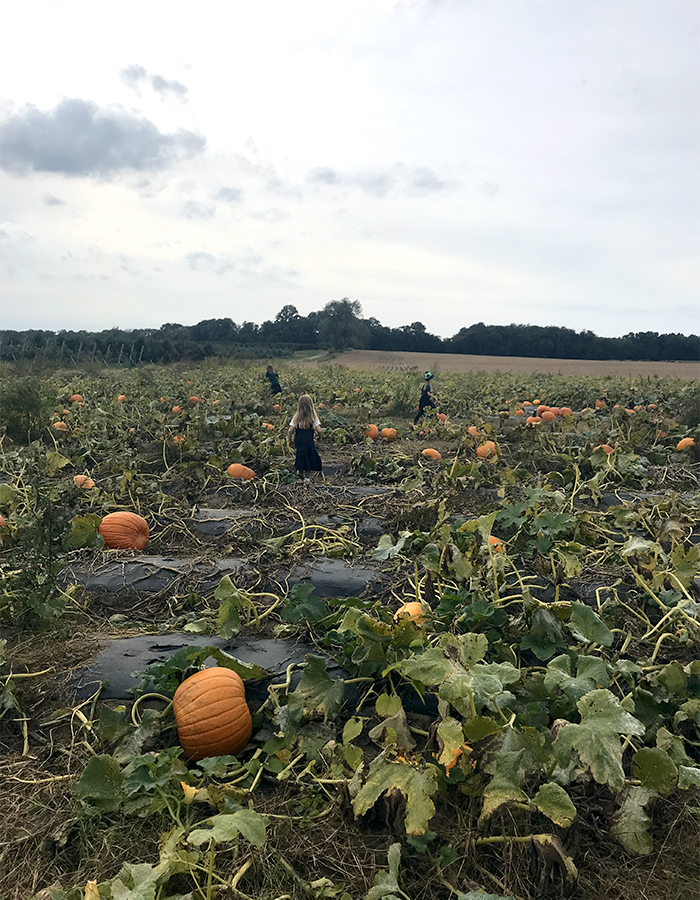 Visiting a pumpkin patch can be an informal hands-on science activity
